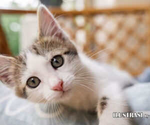 tips perawatan kucing